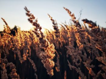 Close-up of flowering plants on field against sky