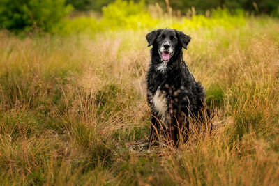 Portrait of dog running on field