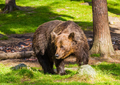 Close-up of a tree trunk in forest