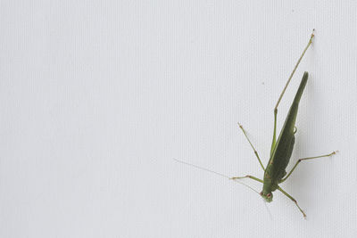 Close-up of insect on white wall