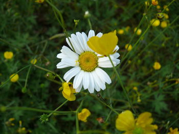 Close-up of yellow flower