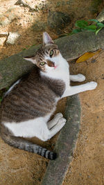 Portrait of cat sitting outdoors