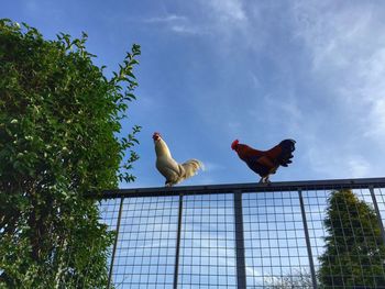 Low angle view of chickens on railing against sky