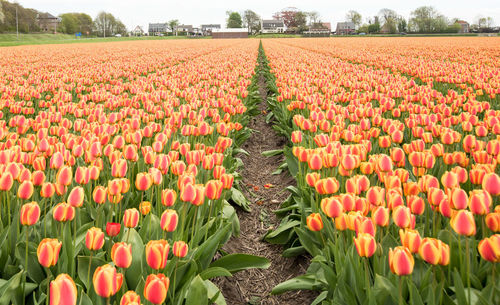 View of tulips in field