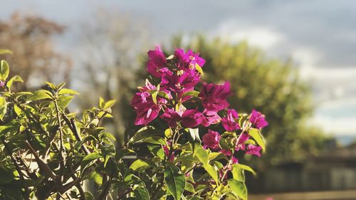 Close-up of pink flowering plant
