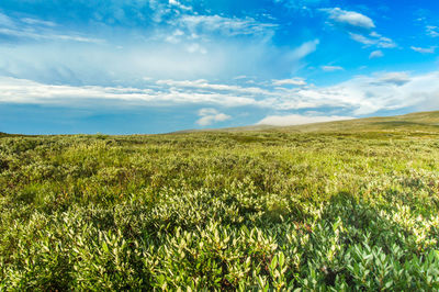 Scenic view of field against sky