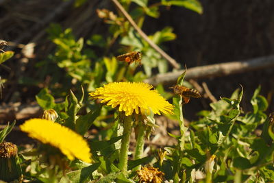 Close-up of bee on yellow flower