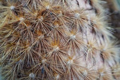 Close-up of dandelion on plant