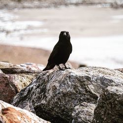 Bird perching on rock at beach