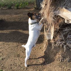 Full length of a cat
