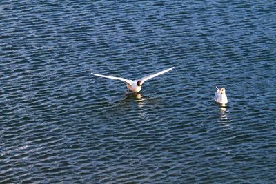 Swans swimming in sea