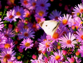 Close-up of butterfly on pink daisy flowers