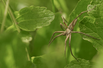 Spider insect macro view while hunting on wild ecosystem,animal wildlife