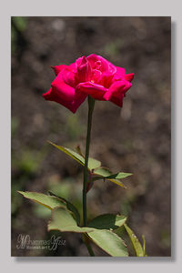 Close-up of pink flower blooming outdoors