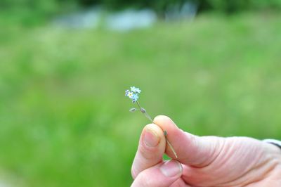 Cropped hand holding flower