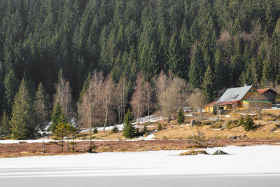 Pine trees by road in forest during winter