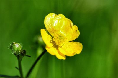 Close-up of insect on yellow flower