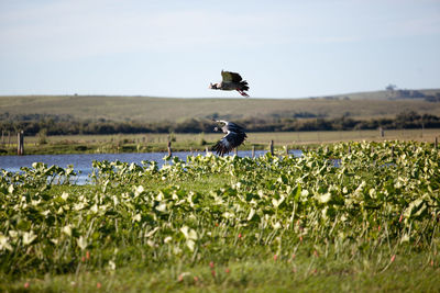 Bird flying over a field