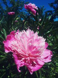 Close-up of pink flowering plant in park