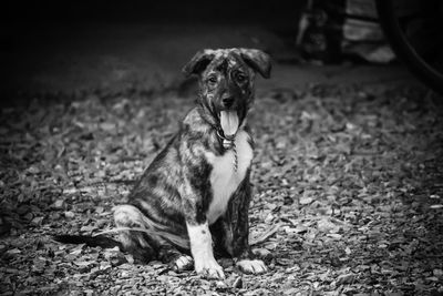 Portrait of dog sitting outdoors