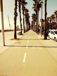 Empty road along trees and plants in city