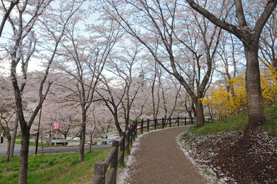 Road amidst trees in park during autumn