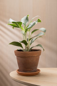 Close-up of potted plant on table