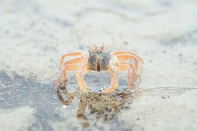 Close-up of spider on sand at beach