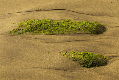 High angle view of the moss rock on the sandy beach
