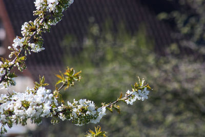 Close-up of white flowering plant