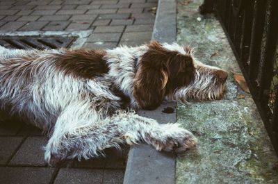 High angle view of dog relaxing on footpath