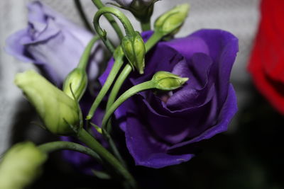 Close-up of purple flowering plant