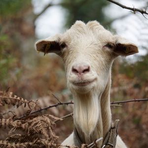 Close-up portrait of goat