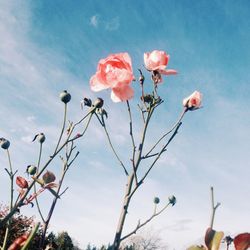 Low angle view of cherry blossoms against sky