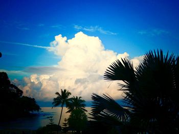 Low angle view of silhouette palm trees against sky