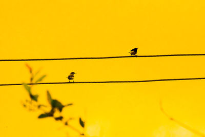 Low angle view of birds perching on cable against orange sky