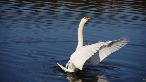 White swan flapping the wings in a lake 