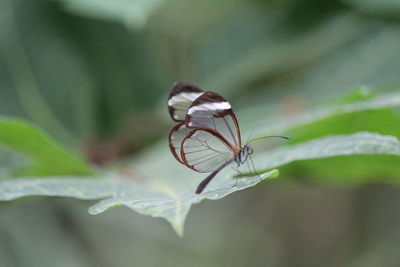 Close-up of butterfly on leaf
