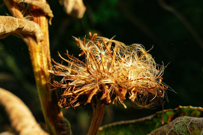 Close-up of wilted flower