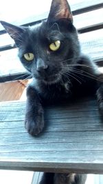 Portrait of black cat relaxing on wood