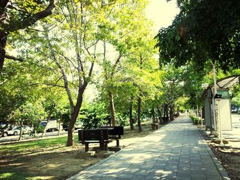 Empty road amidst trees