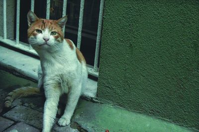 Portrait of cat sitting outdoors