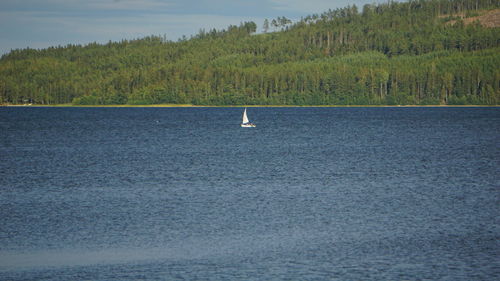 Sailboat in sea against trees