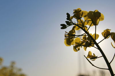 Low angle view of flowering plant against clear sky