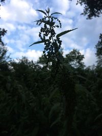 Low angle view of tree against sky