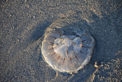 High angle view of crab on beach