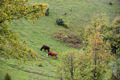 Cows feeding