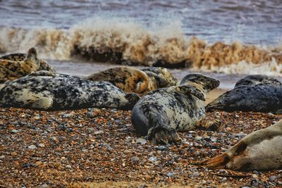 Seals on horsey beach