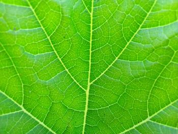 Macro shot of green leaf