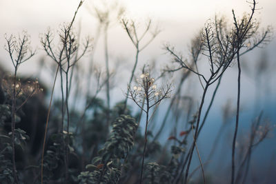 Close-up of bare trees against sky